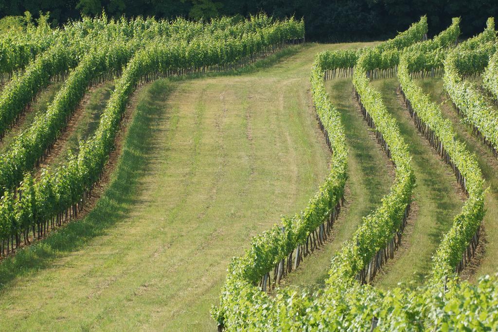 Winzerzimmer - Weingut Tinhof Eisenstadt Bagian luar foto
