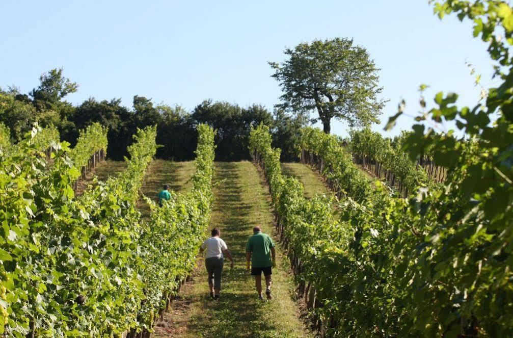 Winzerzimmer - Weingut Tinhof Eisenstadt Bagian luar foto