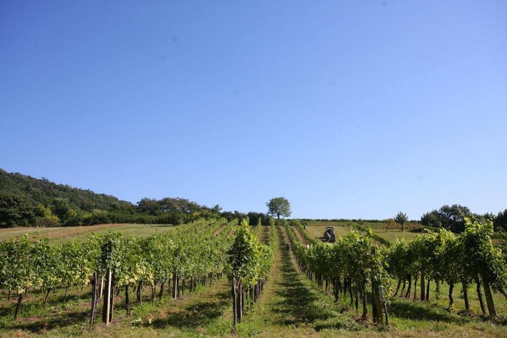 Winzerzimmer - Weingut Tinhof Eisenstadt Bagian luar foto