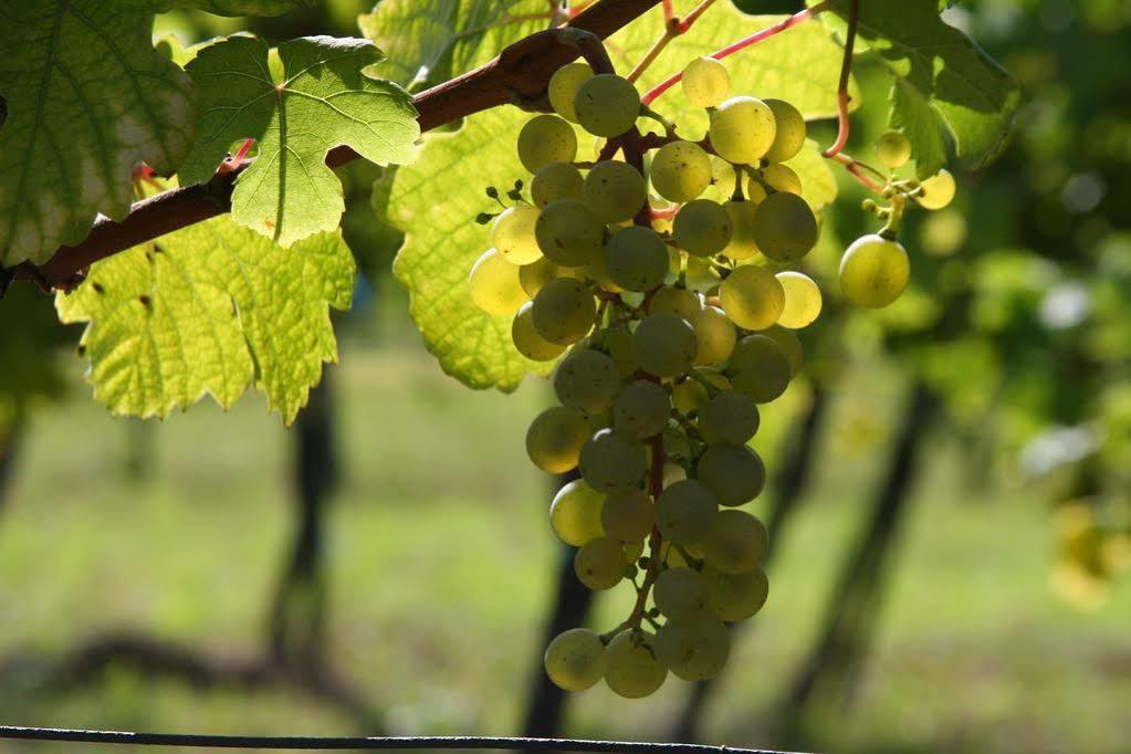 Winzerzimmer - Weingut Tinhof Eisenstadt Bagian luar foto